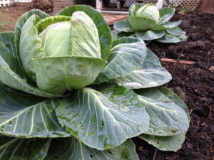Cabbage Growing in a Raised Garden Bed
